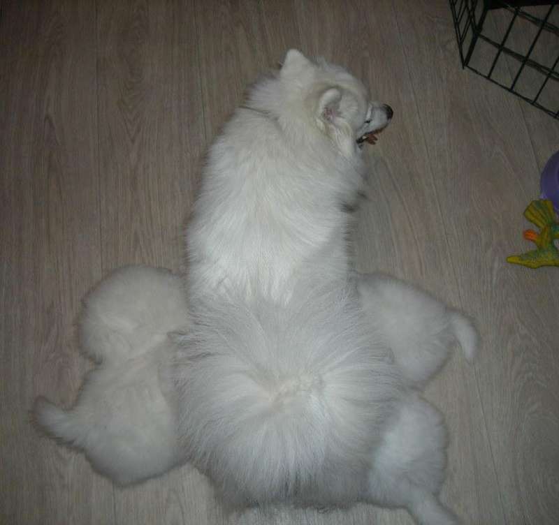 Белый шпиц. White spitz. - Японские шпицедети в Гратулари