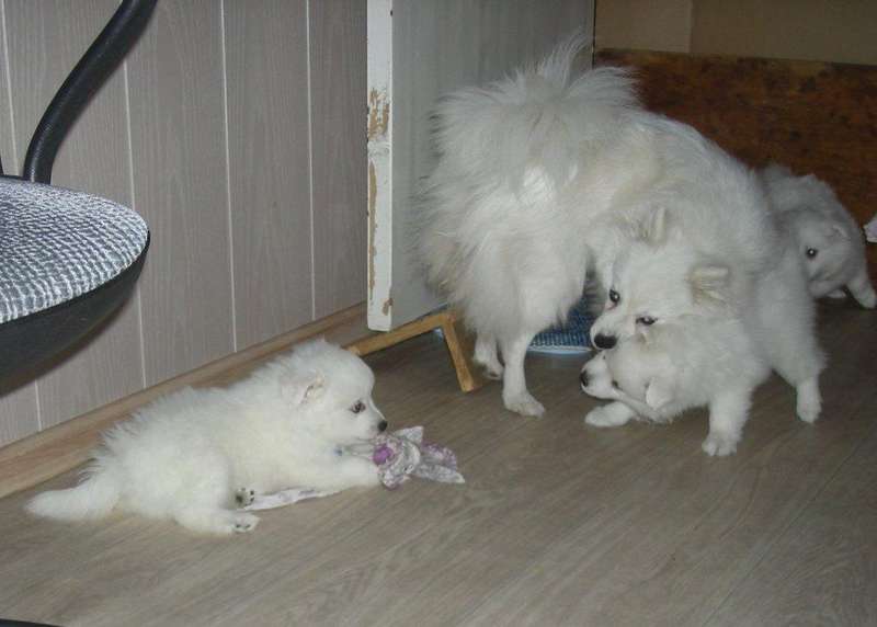 Белый шпиц. White spitz. - Японские шпицедети в Гратулари