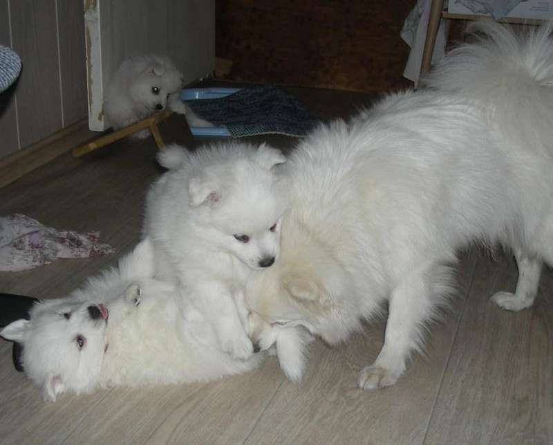 Белый шпиц. White spitz. - Японские шпицедети в Гратулари