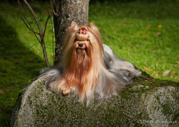 Йоркширский терьер в Эстонии! 