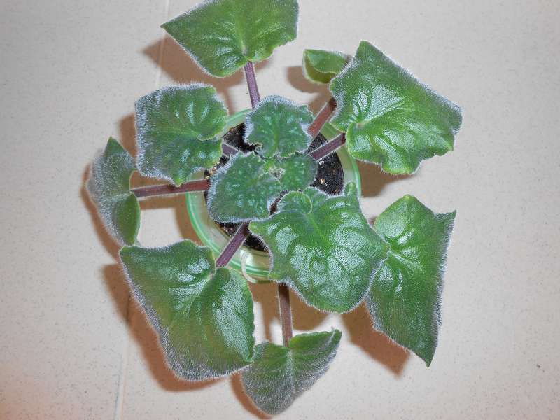 Вялые листья у фиалки: способы лечения растения