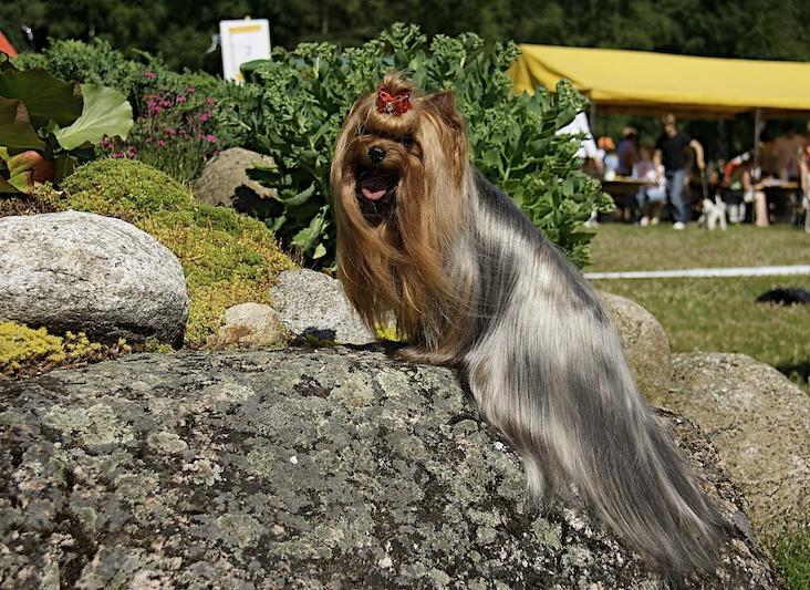 Йоркширский терьер в Эстонии! 