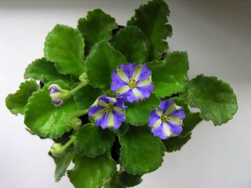 Цветущий мир - Казахстанский форум увлеченных красотой!! - Казахстанский форум увлеченных красотой!! :: Ответить