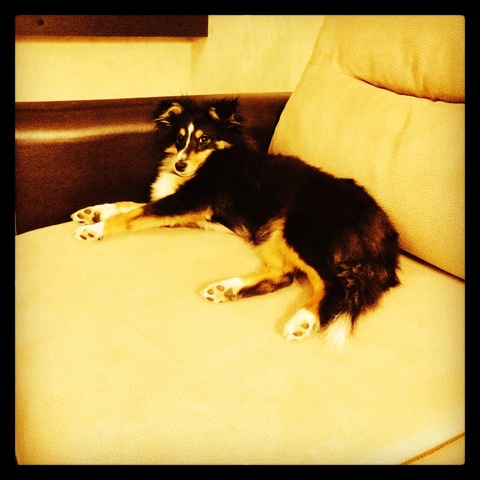  Лисик (Арт Филисити Дамиан)