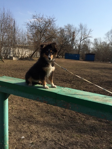  Лисик (Арт Филисити Дамиан)