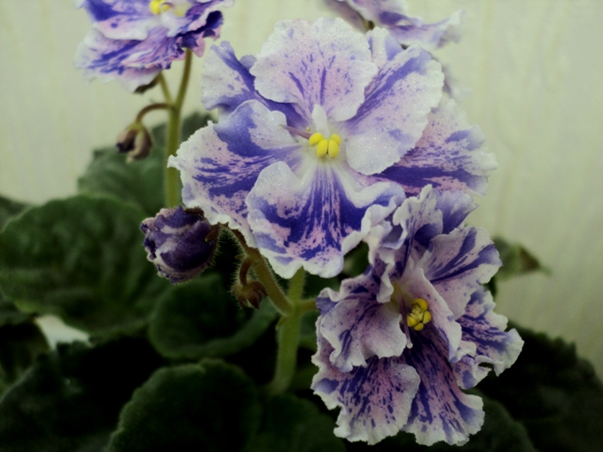 Пт свет зари фиалка фото - Arhids.ru