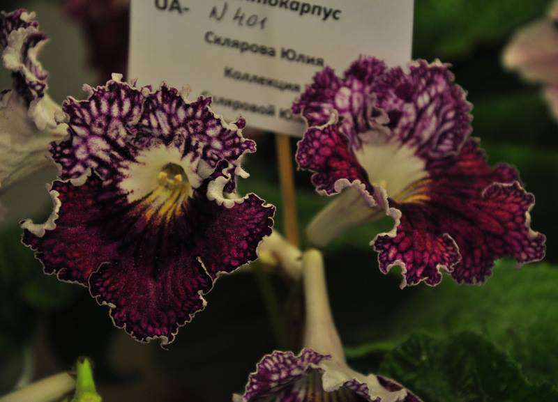 Көйлек киген қыздардың порно видеолары Онлайн транссексуалдық порно секс