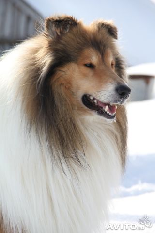  Щенки колли в Тольятти!!!