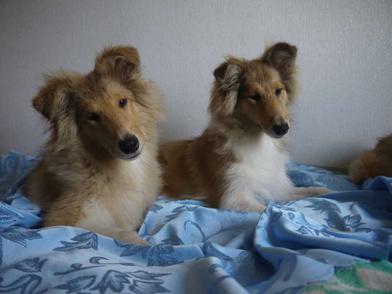  Щенки колли в Тольятти!!!