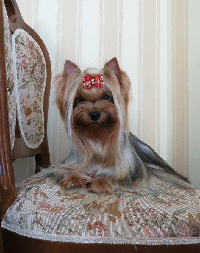 Йоркширский терьер в Эстонии! 