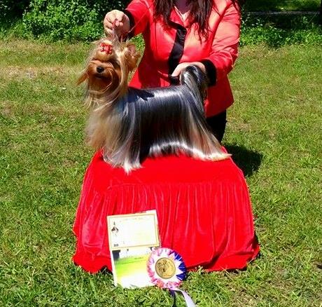 Йоркширский терьер в Эстонии! 