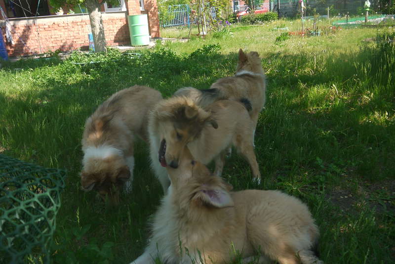  Щенки колли в Тольятти!!!