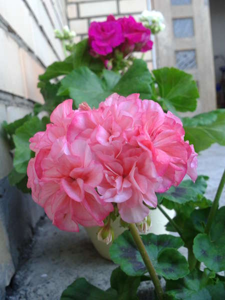 Passat' - Foro de jardinería Frau Flora