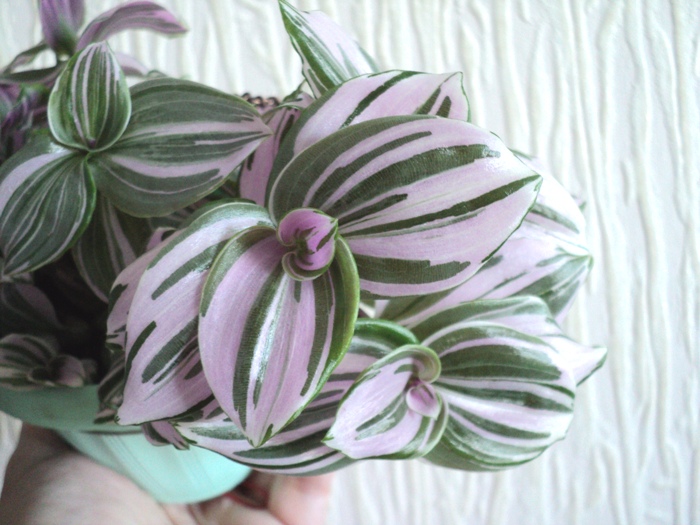 Tradescantia fluminensis variegata  / Quicksilver /, Геснериевые от Ulmo, Фиалки, форум