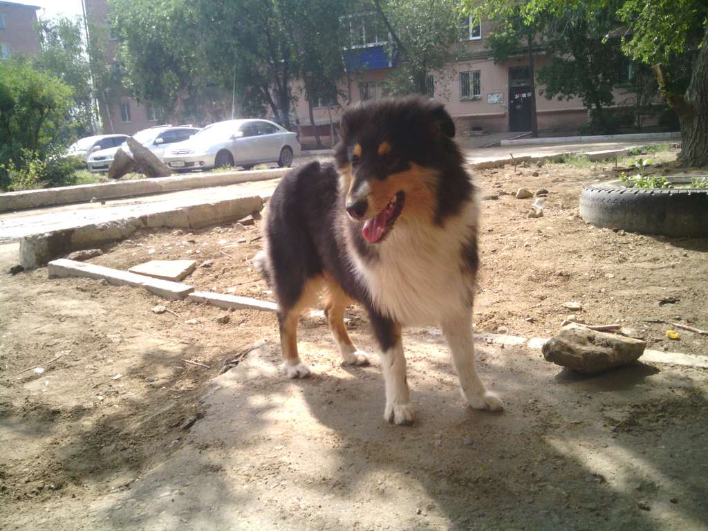 колли д\\\\ш в Улан-Удэ))
