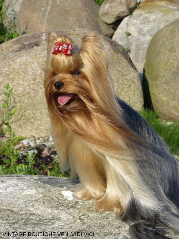 Йоркширский терьер в Эстонии! 