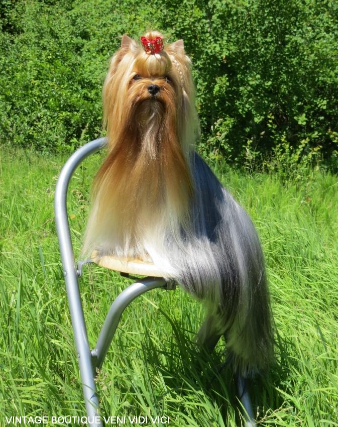 Йоркширский терьер в Эстонии! 