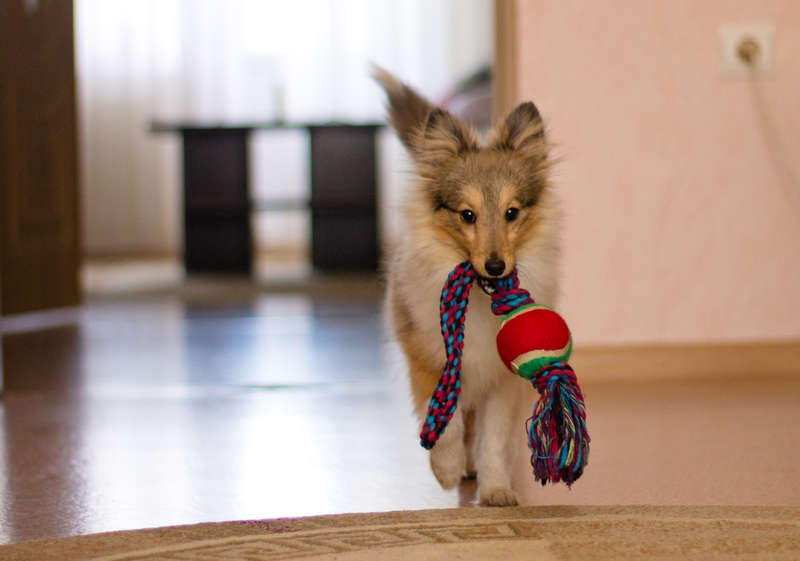  Фокс. Соболиный шелтик из Альметьевска =)