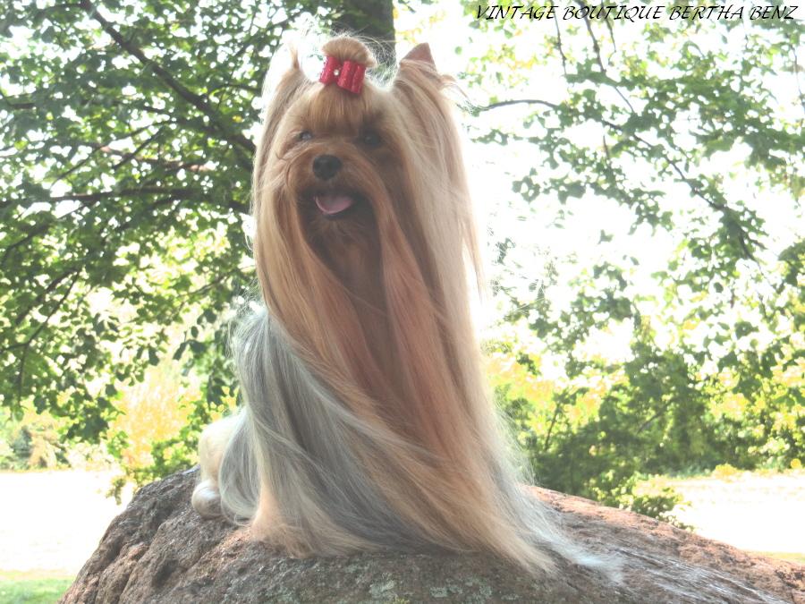 Йоркширский терьер в Эстонии! 