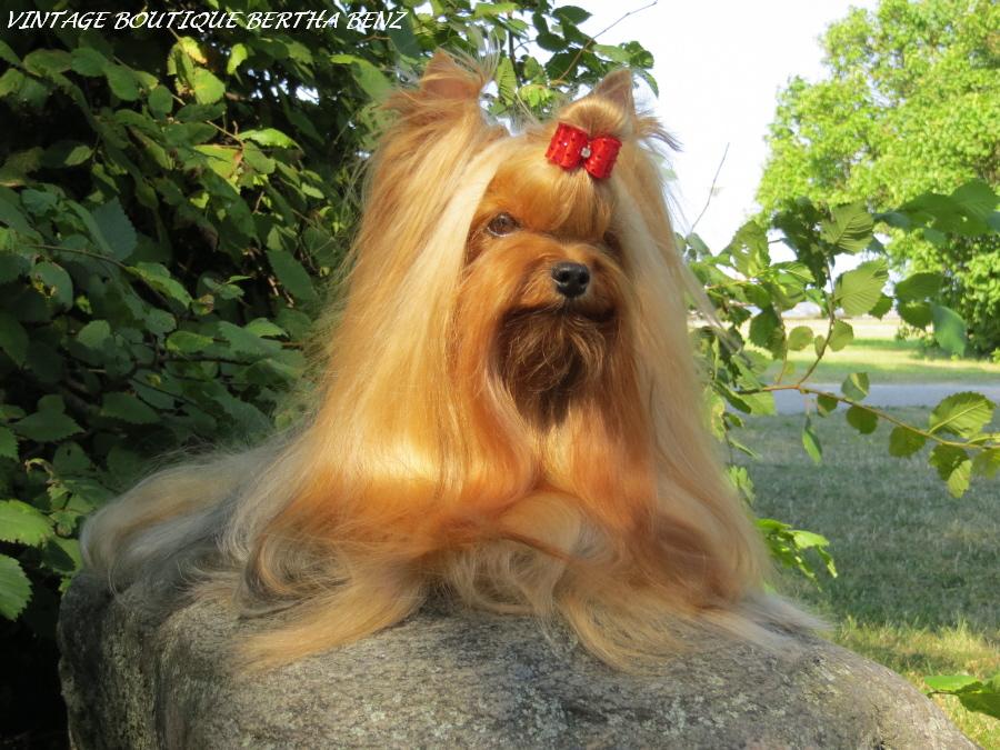 Йоркширский терьер в Эстонии! 