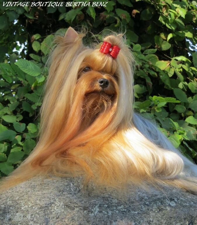 Йоркширский терьер в Эстонии! 