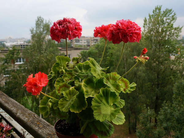 Пеларгония Бронзовая Птица Фото