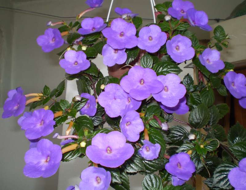 Achimenes longiflora