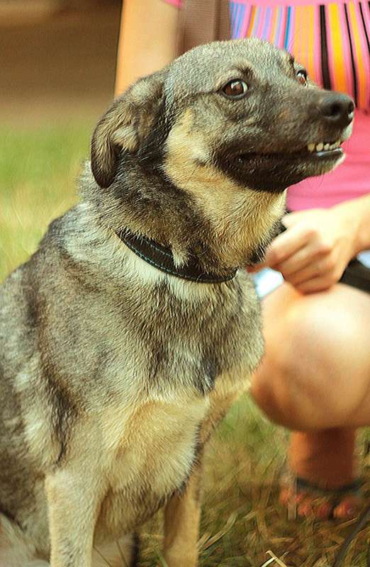  Заявка на размещение животного на досках объявлений