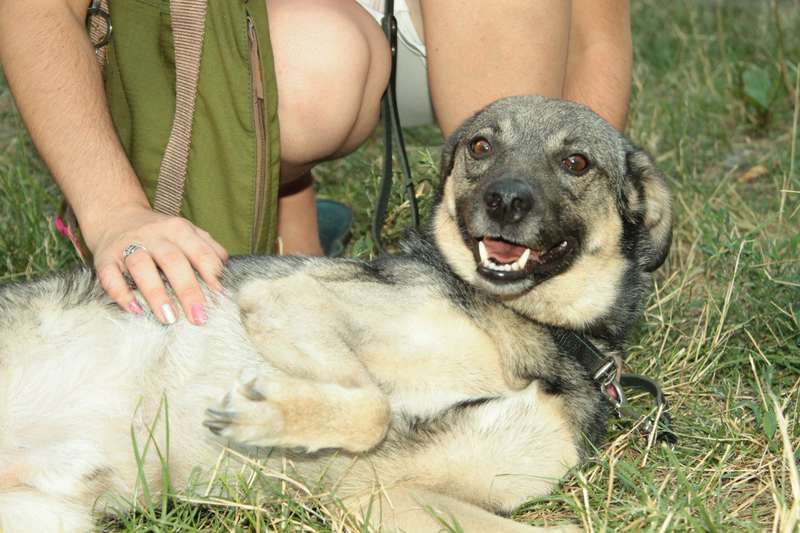  Заявка на размещение животного на досках объявлений