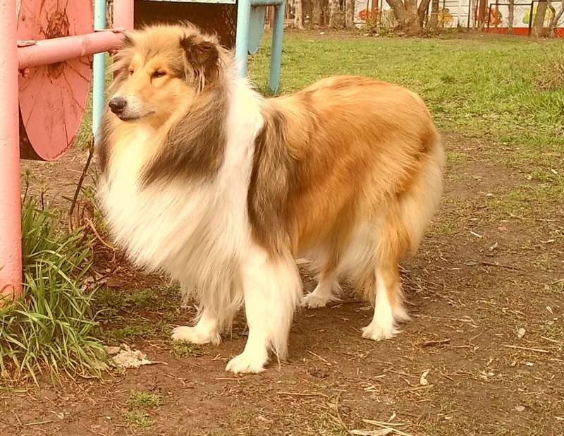  Принцесса Фиона из Самары