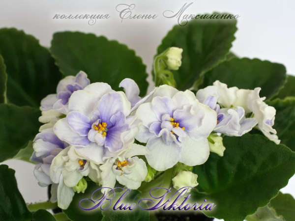 Blue Victoria Volkmann Forum Cvetovodov Frau Flora