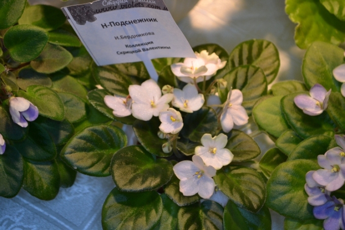 Фиалка Н Подснежник Фото И Описание – Telegraph