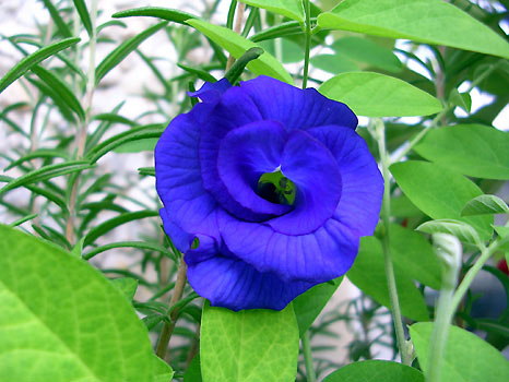 Клитория (Clitoria)