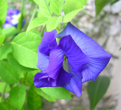 Клитория — красивоцветущее и очень целебное растение