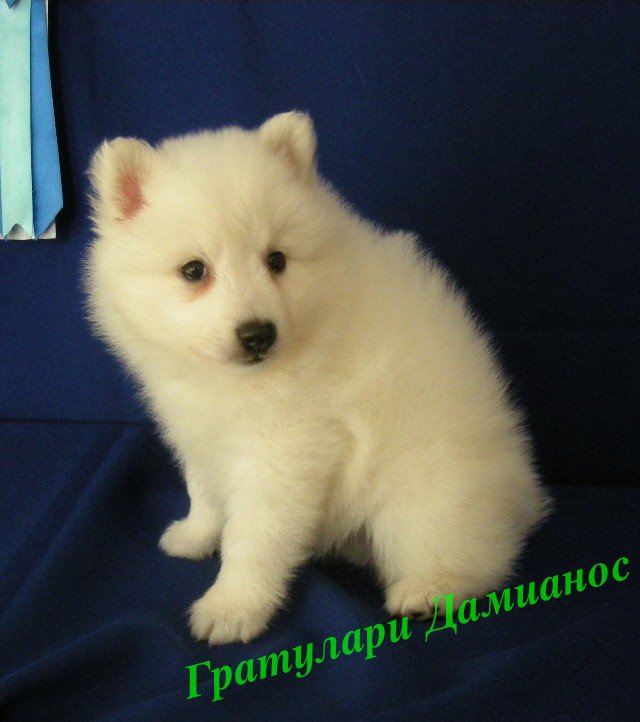Белый шпиц. White spitz. - Японские шпицедети в Гратулари