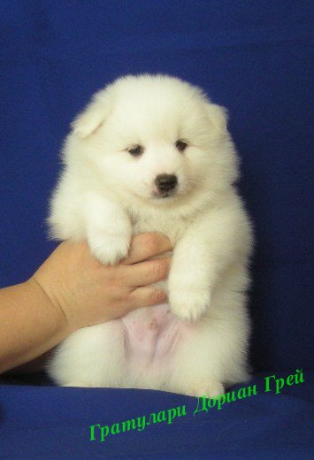 Белый шпиц. White spitz. - Японские шпицедети в Гратулари