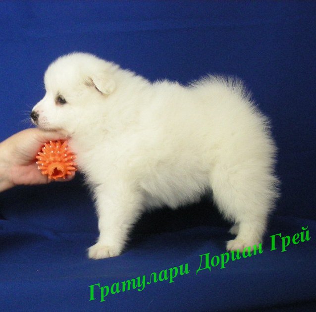 Белый шпиц. White spitz. - Японские шпицедети в Гратулари