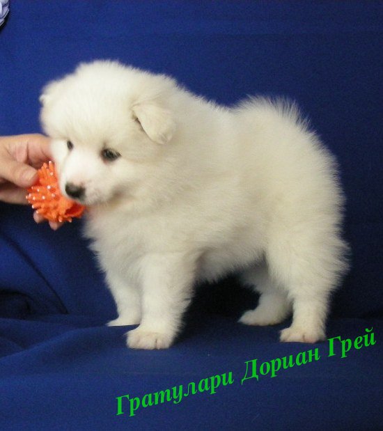 Белый шпиц. White spitz. - Японские шпицедети в Гратулари