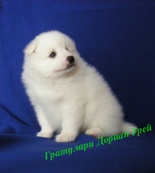 Белый шпиц. White spitz. - Японские шпицедети в Гратулари