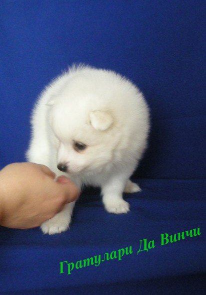 Белый шпиц. White spitz. - Японские шпицедети в Гратулари