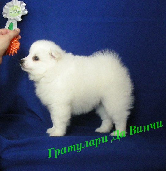Белый шпиц. White spitz. - Японские шпицедети в Гратулари