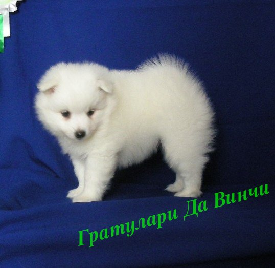 Белый шпиц. White spitz. - Японские шпицедети в Гратулари