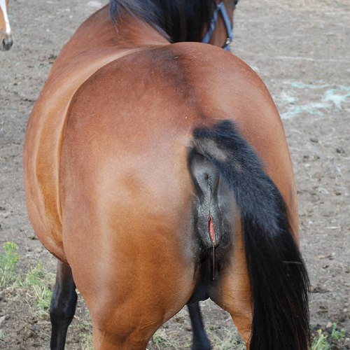 Pussy Horse Porn - Pussy horse.