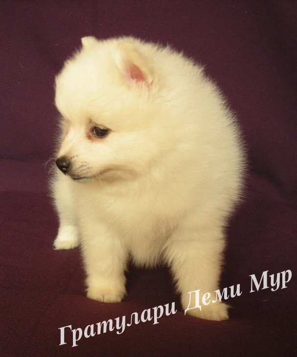 Белый шпиц. White spitz. - Японские шпицедети в Гратулари