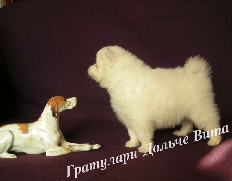 Белый шпиц. White spitz. - Японские шпицедети в Гратулари