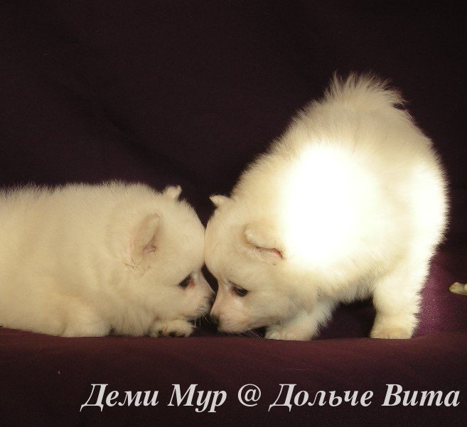 Белый шпиц. White spitz. - Японские шпицедети в Гратулари