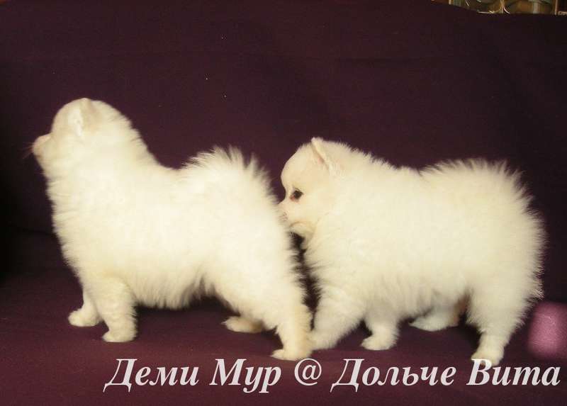 Белый шпиц. White spitz. - Японские шпицедети в Гратулари