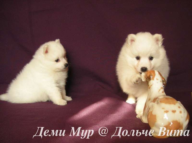 Белый шпиц. White spitz. - Японские шпицедети в Гратулари