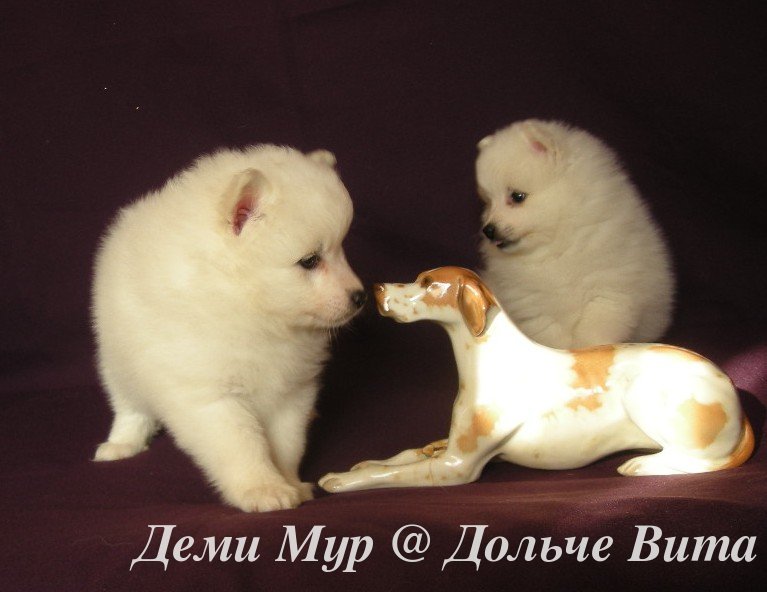 Белый шпиц. White spitz. - Японские шпицедети в Гратулари