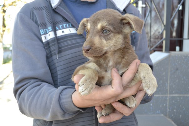  Заявка на размещение животного в базе city-animals.org